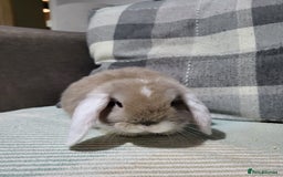 Mini Lop rabbits for sale: Beautiful Sister Mini Lops  - Image 5