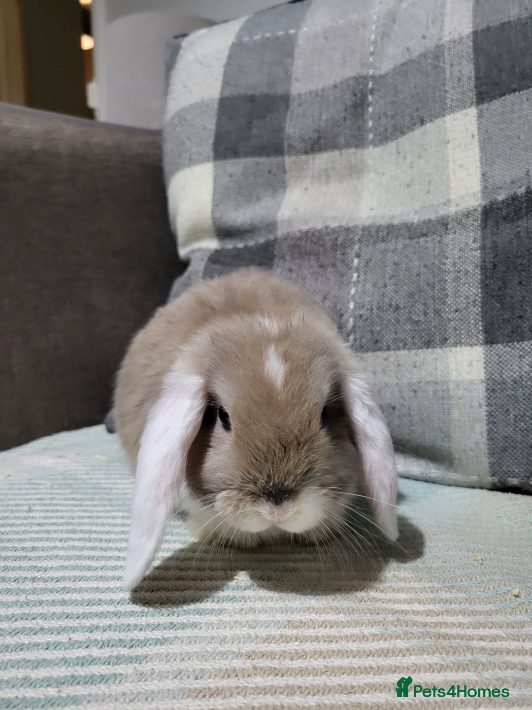 Mini Lop rabbits for sale: Beautiful Sister Mini Lops  - Image 5