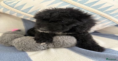Cockapoo dogs - Advert 6