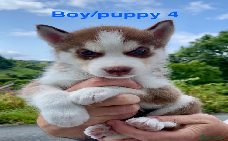 Siberian Husky dogs - Advert 3