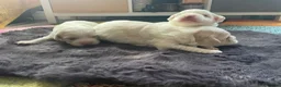 Maltipoo dogs for sale: Puppies  - Advert 7