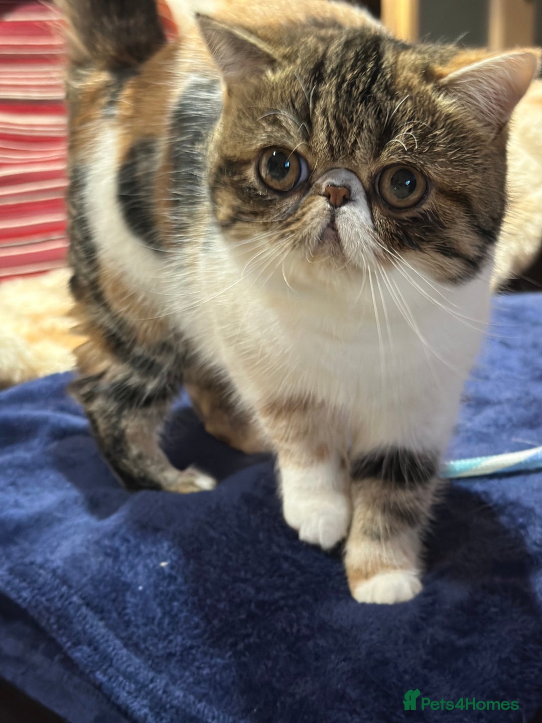Exotic cats for sale: Exotic Shorthair female looking for her new home - Image 2