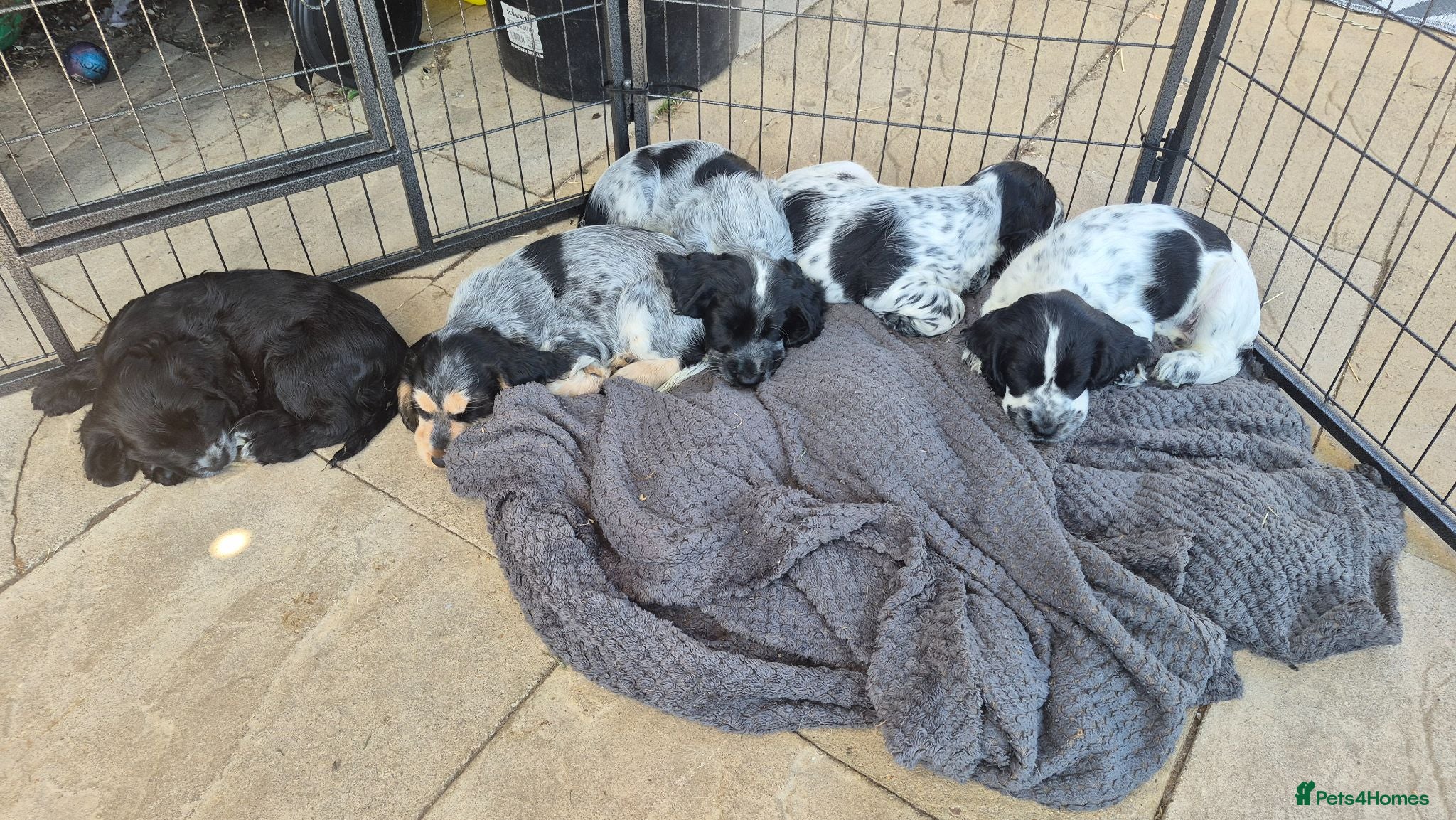 Cocker Spaniel dogs LAST TWO BOYS* Kc showtype cocker spaniel puppies - Advert 3