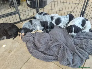 Cocker Spaniel dogs LAST TWO BOYS* Kc showtype cocker spaniel puppies - Advert 3