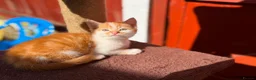 Mixed Breed cats for sale: Mixed ragdolls - Advert 20