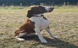 Bracco Italiano dogs for sale: Exciting litter Due September  - Image 14