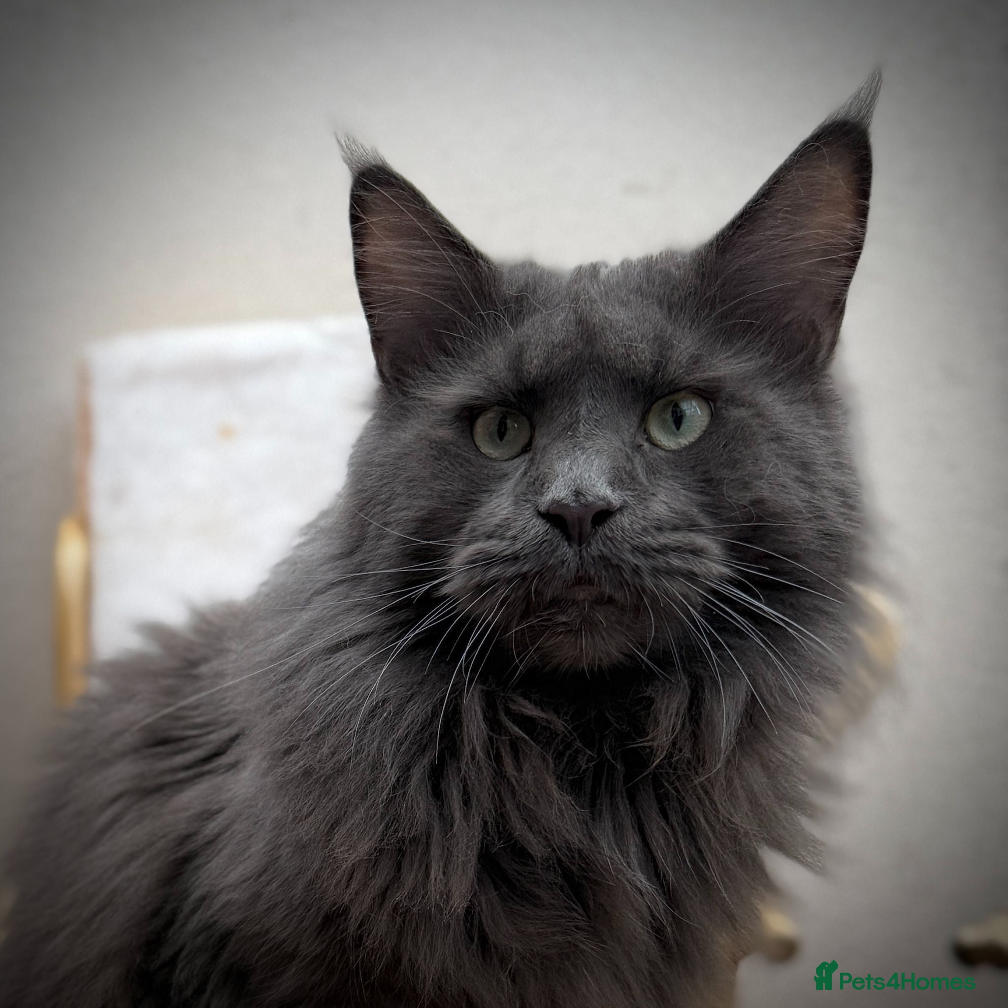 Maine Coon cats Maine Coon Pedigree for Stud. GCCF/TICA Registered - Advert 11