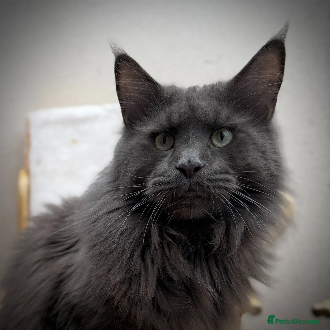 Maine Coon cats for stud: Maine Coon Pedigree for Stud. GCCF/TICA Registered - Advert 1