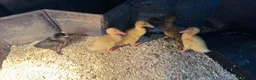 Ducks poultry for sale: Ducklings for sale cherry valley khaki campbells - Advert 2