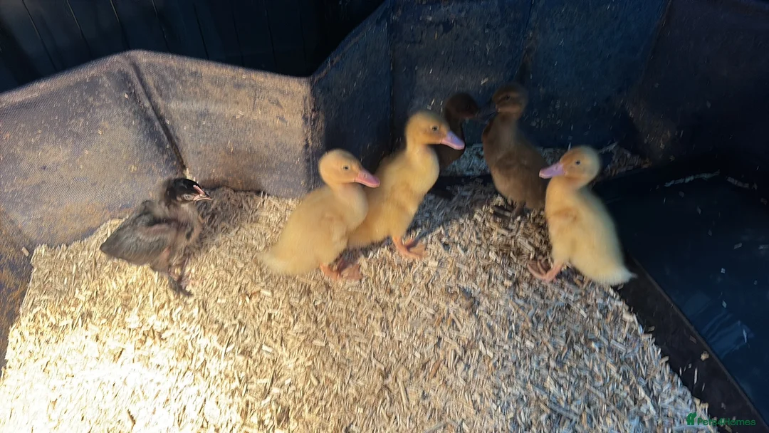 Ducks poultry for sale: Ducklings for sale cherry valley khaki campbells - Advert 2