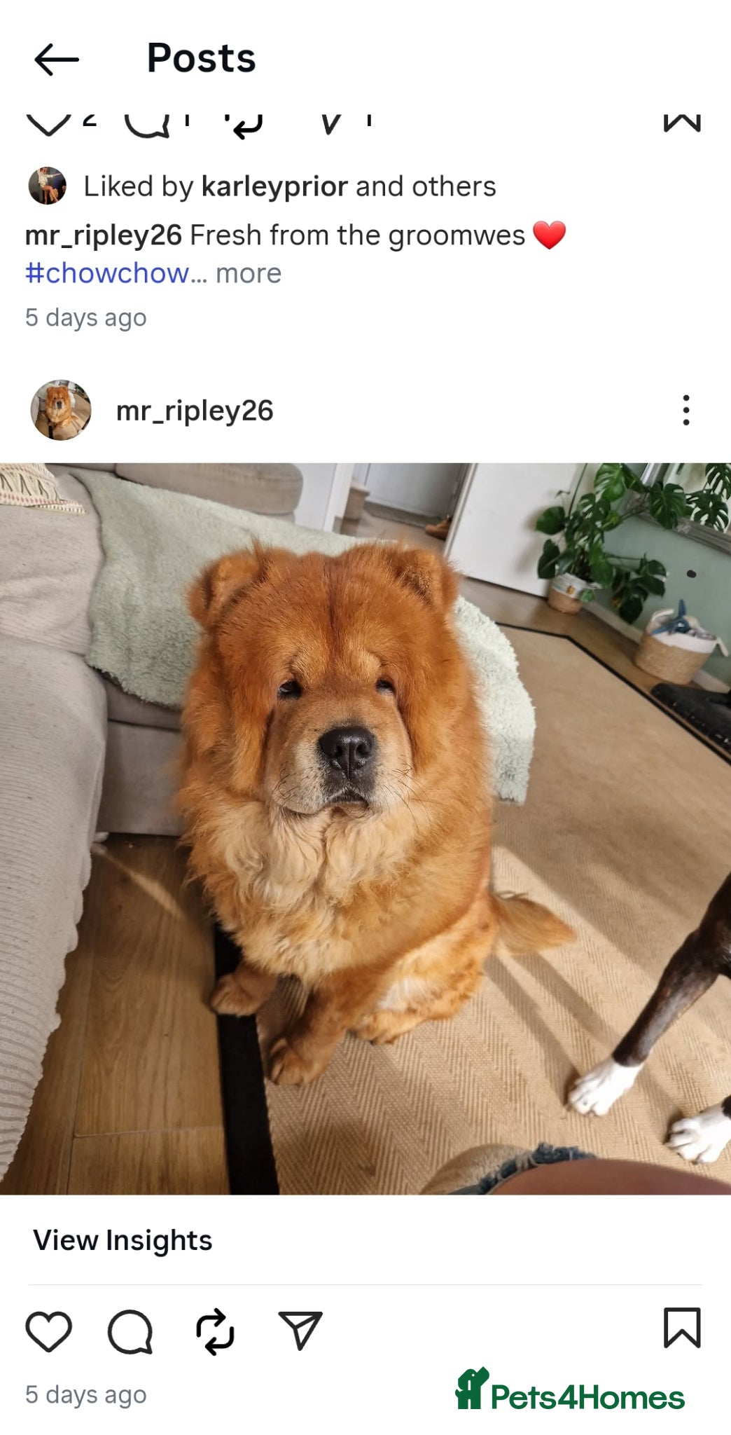 Chow Chow dogs Chow Chow available for Stud - Advert 1