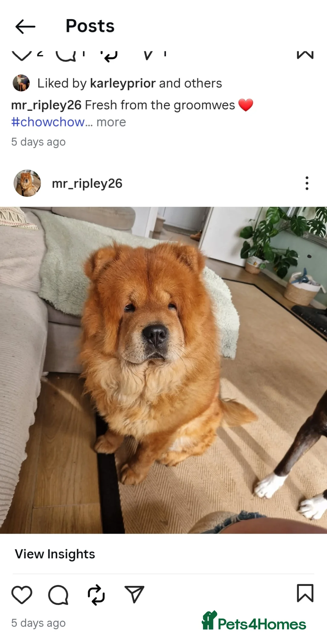 Chow Chow dogs for stud: Chow Chow available for Stud - Advert 1
