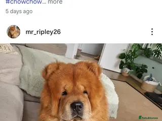 Chow Chow dogs Chow Chow available for Stud - Advert 1