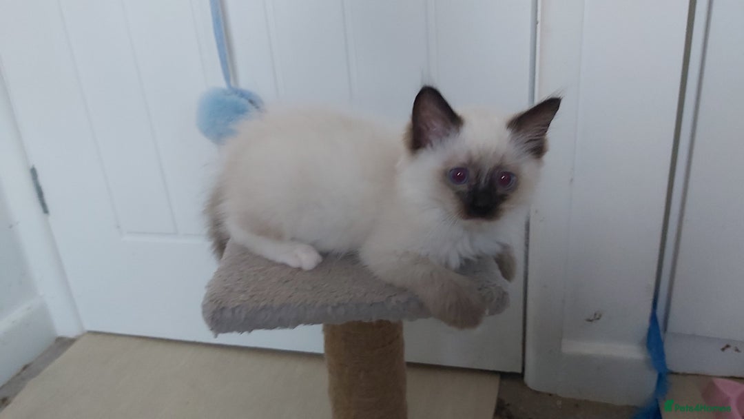 Ragdoll cats for sale: RAGDOLL SEAL POINT BLUE EYES READY NOW! - Image 11