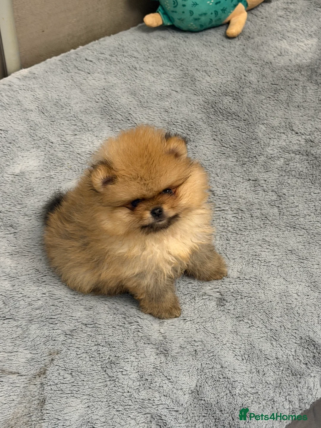Pomeranian dogs for sale: Teddy bear faced boy 🐻  - Advert 1
