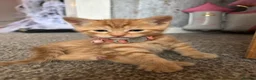 Mixed Breed cats for sale: Three ginger kittens🧡 - Advert 15