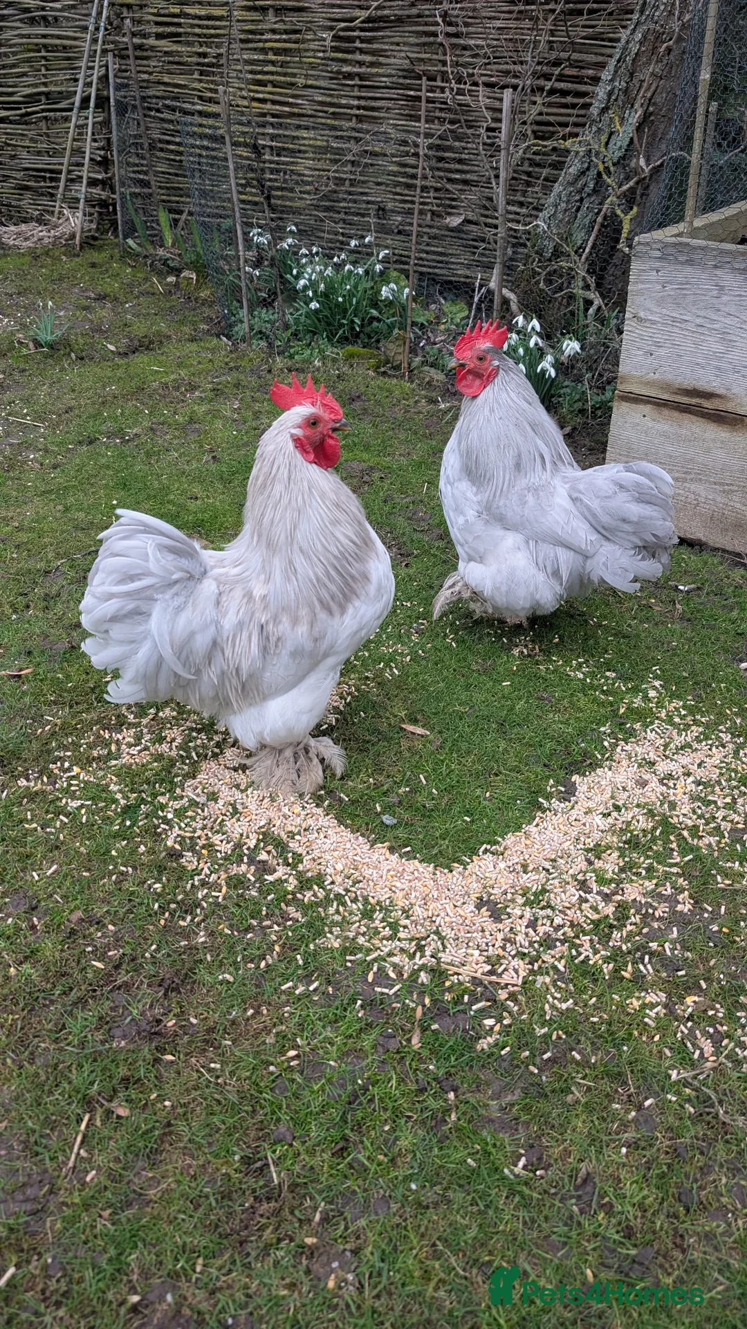 Chickens poultry for sale: Silkie Bantam Cockerels  - Advert 12