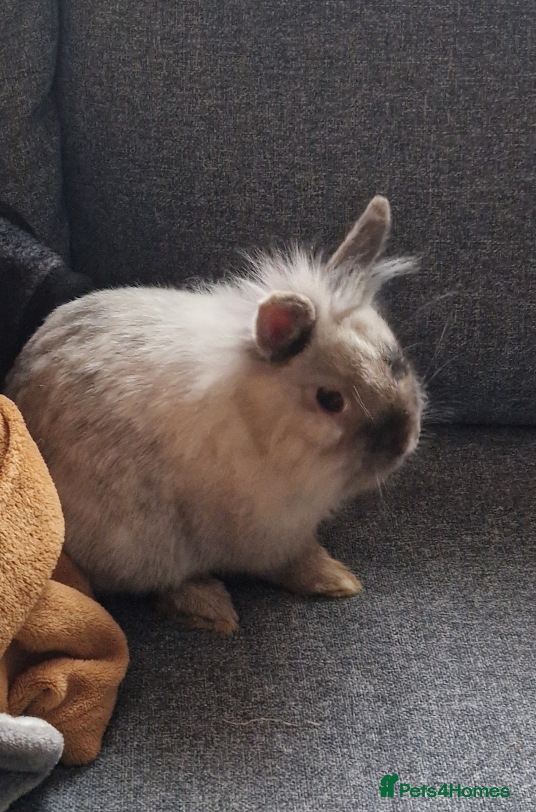 Mixed Breed rabbits Lovely little sweet tempered dwarf x lionhead boy - Advert 6