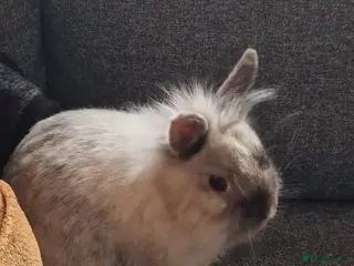 Mixed Breed rabbits Lovely little sweet tempered dwarf x lionhead boy - Advert 6