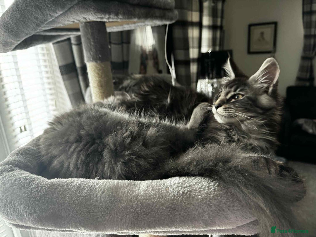 Maine Coon cats for sale: GCCF & TICA Reg Affectionate Maine Coon kittens - Image 25