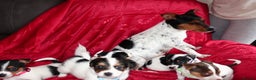 Jack Russell dogs for sale: Five beautiful Jack Russell's - Advert 16