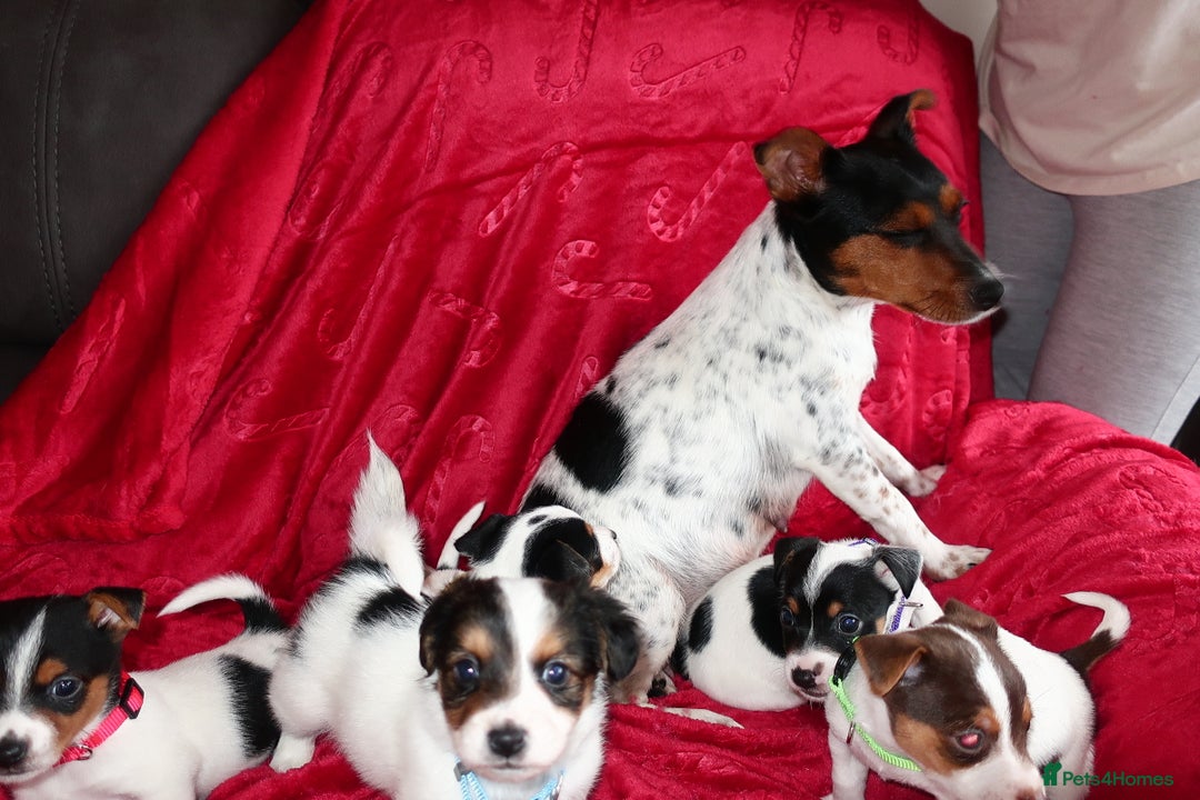Jack Russell dogs for sale: Five beautiful Jack Russell's - Advert 16