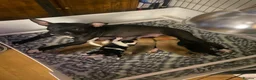 Mixed Breed dogs for sale: 10 week old pups  in Halifax - Advert 6