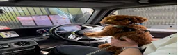 Toy Poodle dogs for sale: Red Toy poodle - Advert 3