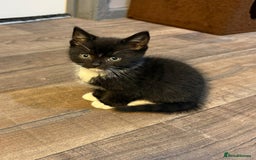 Mixed Breed cats for sale: Beautiful kittens for sale - Image 4