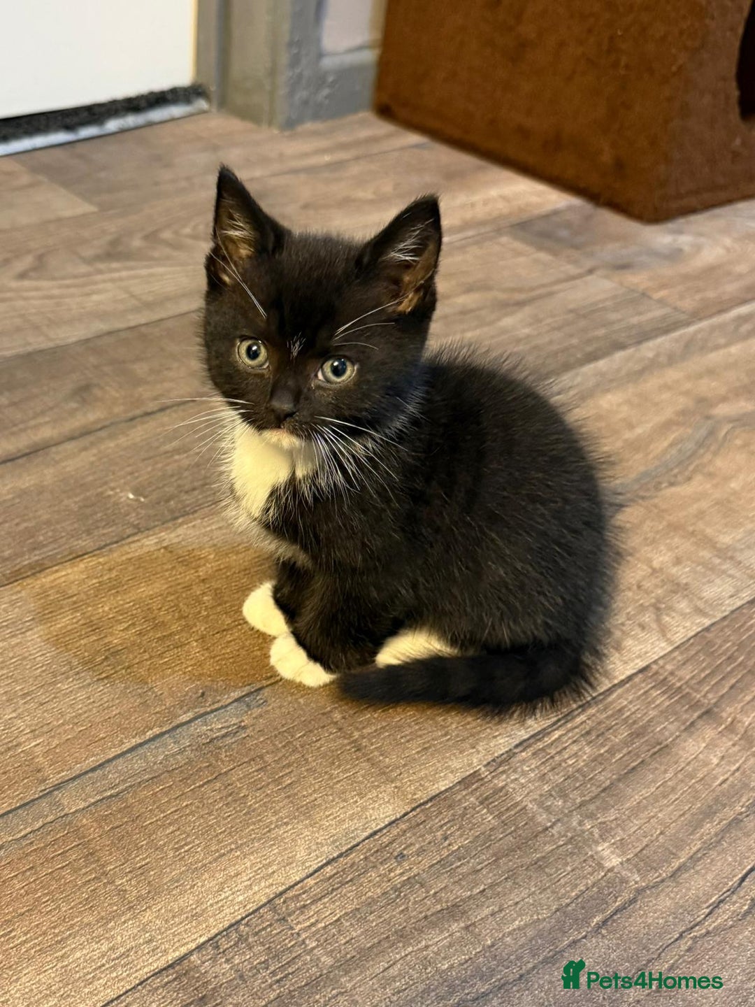 Mixed Breed cats for sale: Beautiful kittens for sale - Image 4