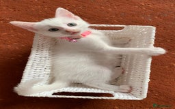 Mixed Breed cats for sale: White Gray and Ragdoll Kittens - Image 30