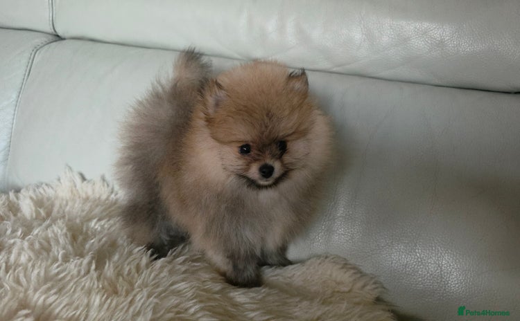 Pomeranian dogs - Advert 2