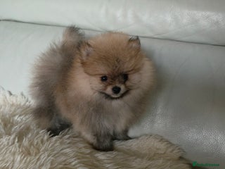 Pomeranian dogs - Advert 3