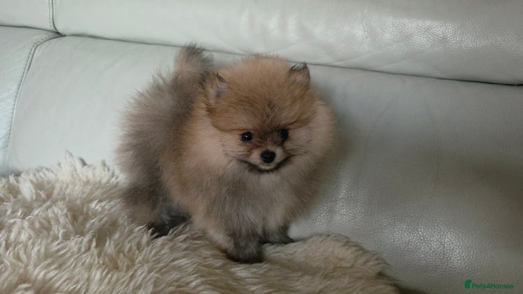 Pomeranian dogs - Advert 2