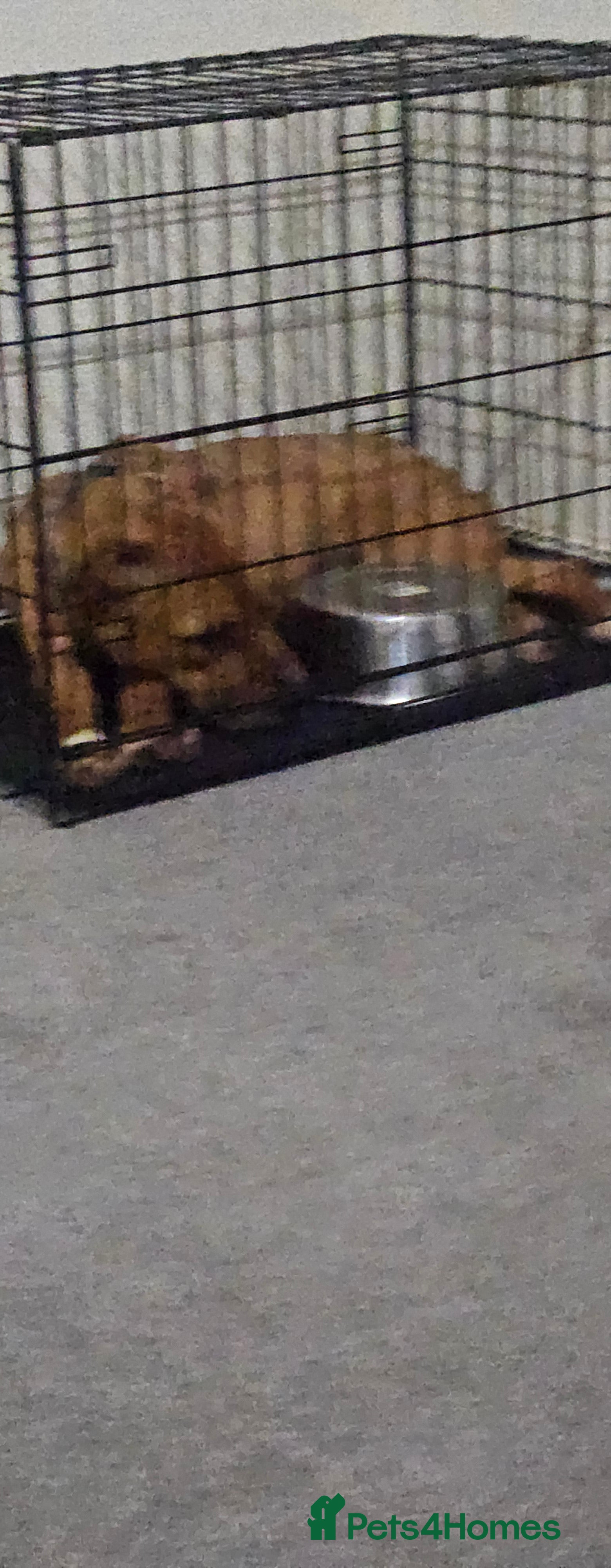 Mixed Breed dogs Mom and son  - Advert 1