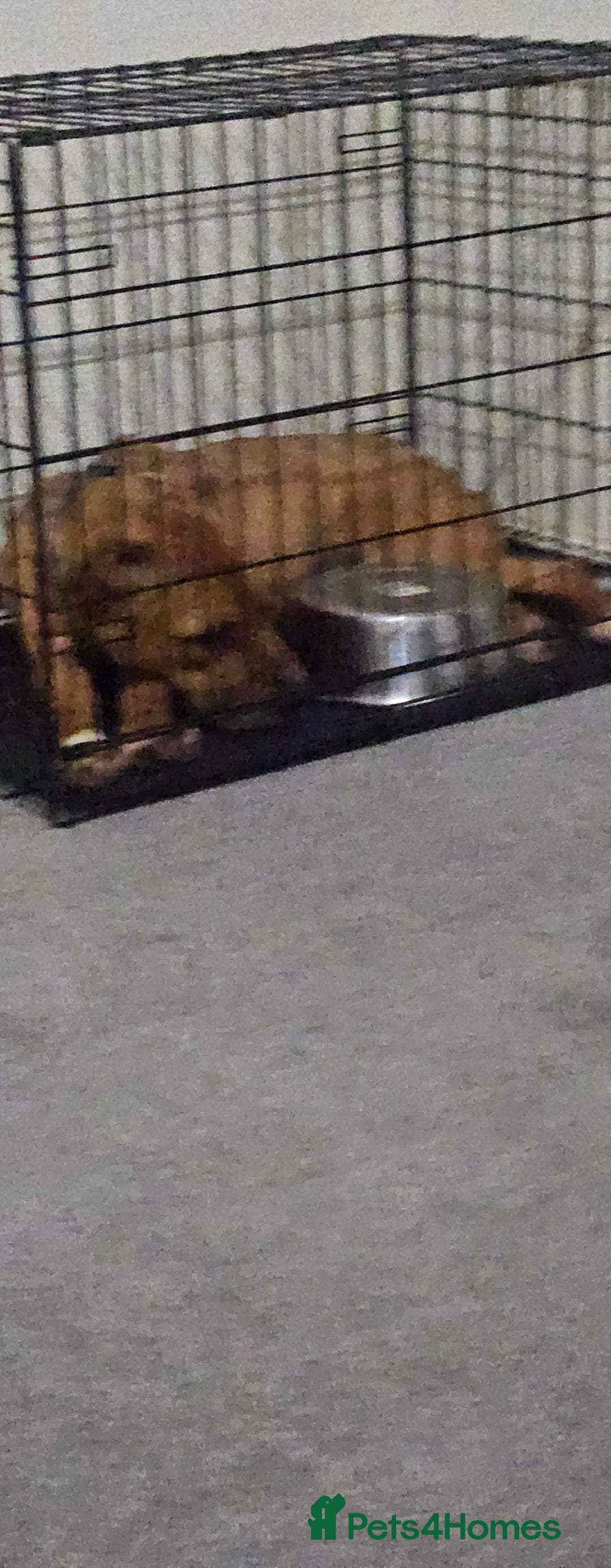 Mixed Breed dogs for sale: Mom and son  - Advert 1