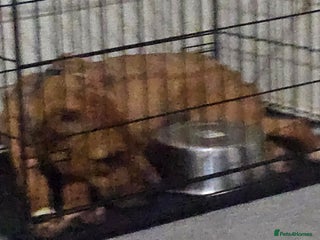 Mixed Breed dogs Mom and son - Advert 1