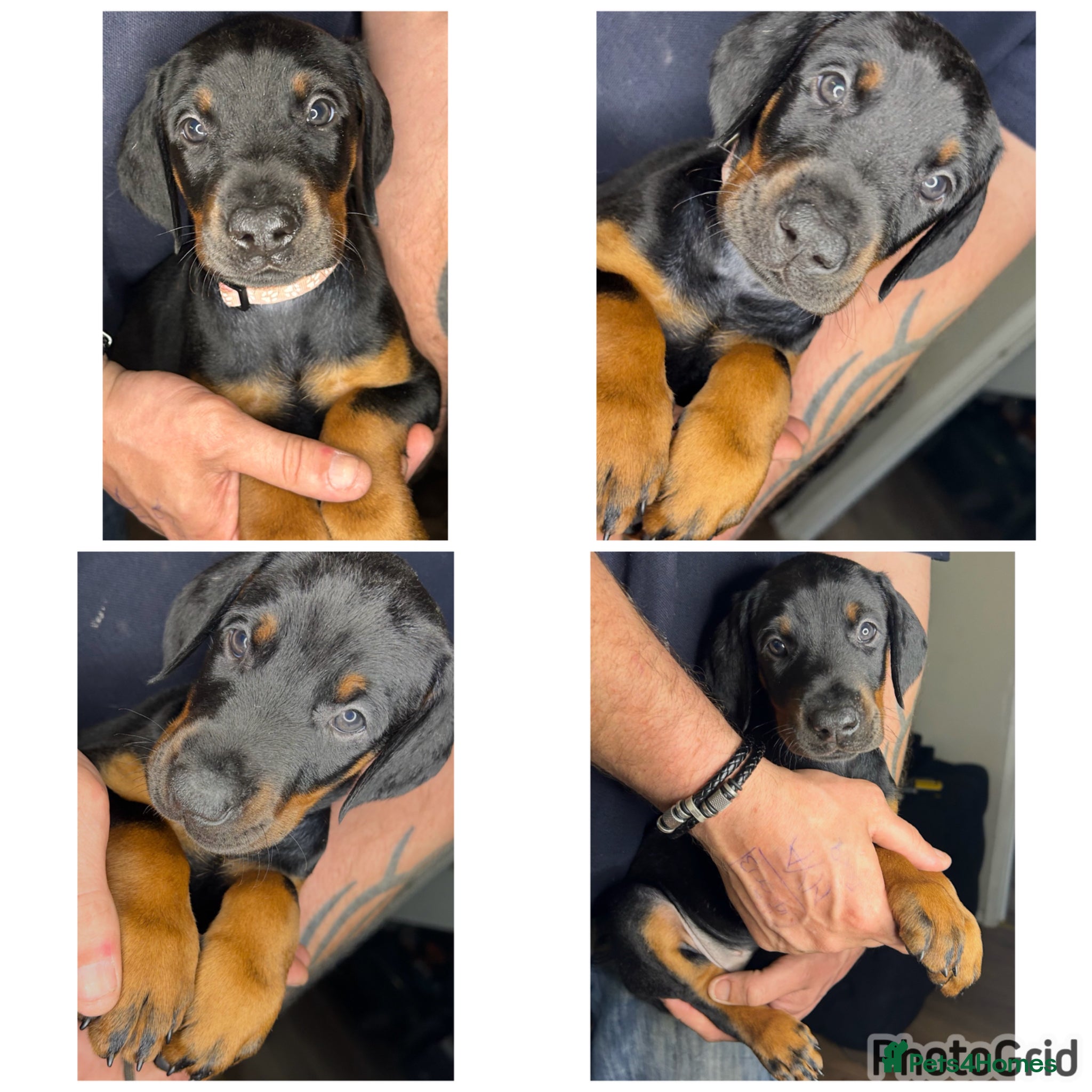 Dobermann dogs ONE beautiful girl doberman for sale  - Advert 4