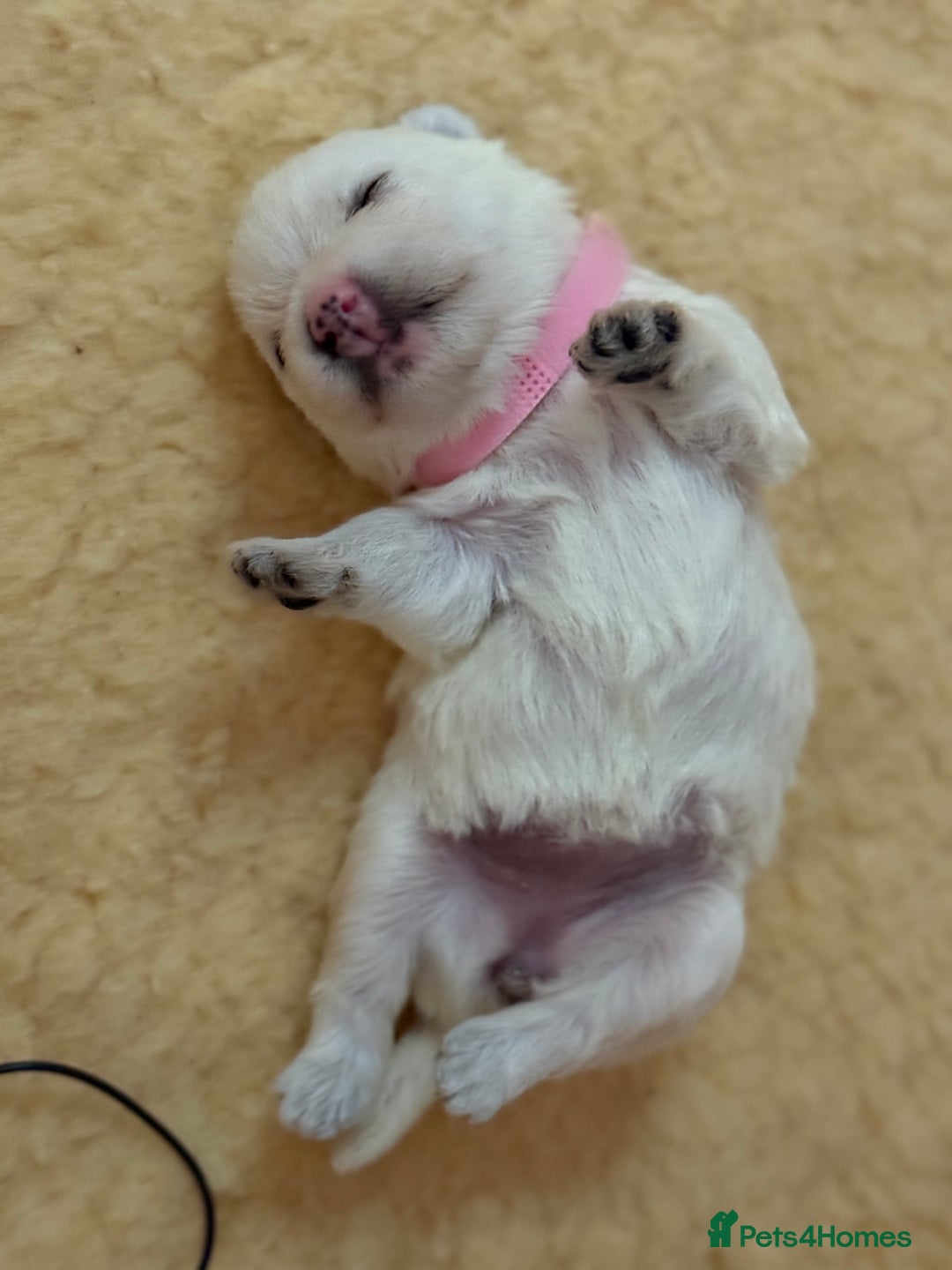 West Highland Terrier dogs for sale: West Highland Terrier Puppies for Loving Homes - Image 16