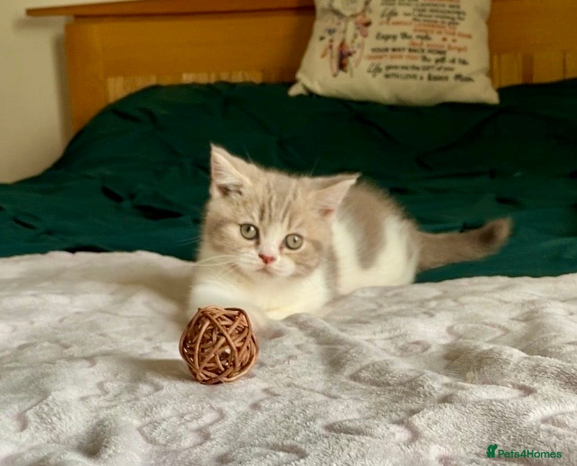 Scottish Fold cats 🧸1 OUTSTANDING TICA FAWN BICOLOUR GIRL LEFT 🧸 - Advert 1