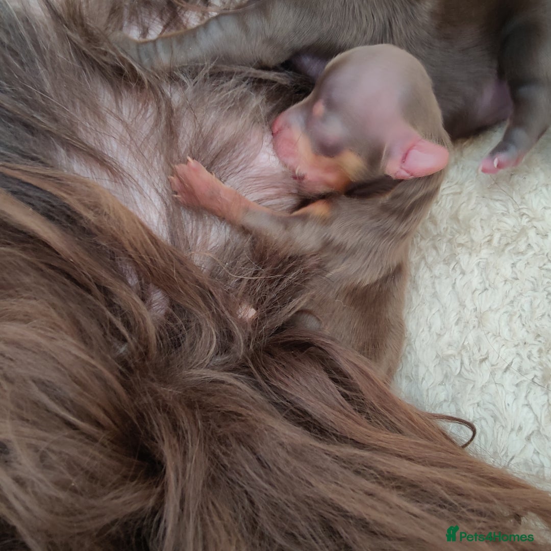 Yorkshire Terrier dogs for sale: Outstanding RARE Yorkshire terrier Chocolate - Image 29