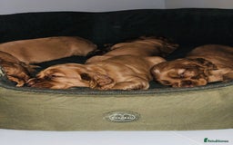 Cocker Spaniel dogs for sale: Ruby Red Cockers - Image 1