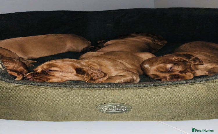 Cocker Spaniel dogs for sale - Advert 1