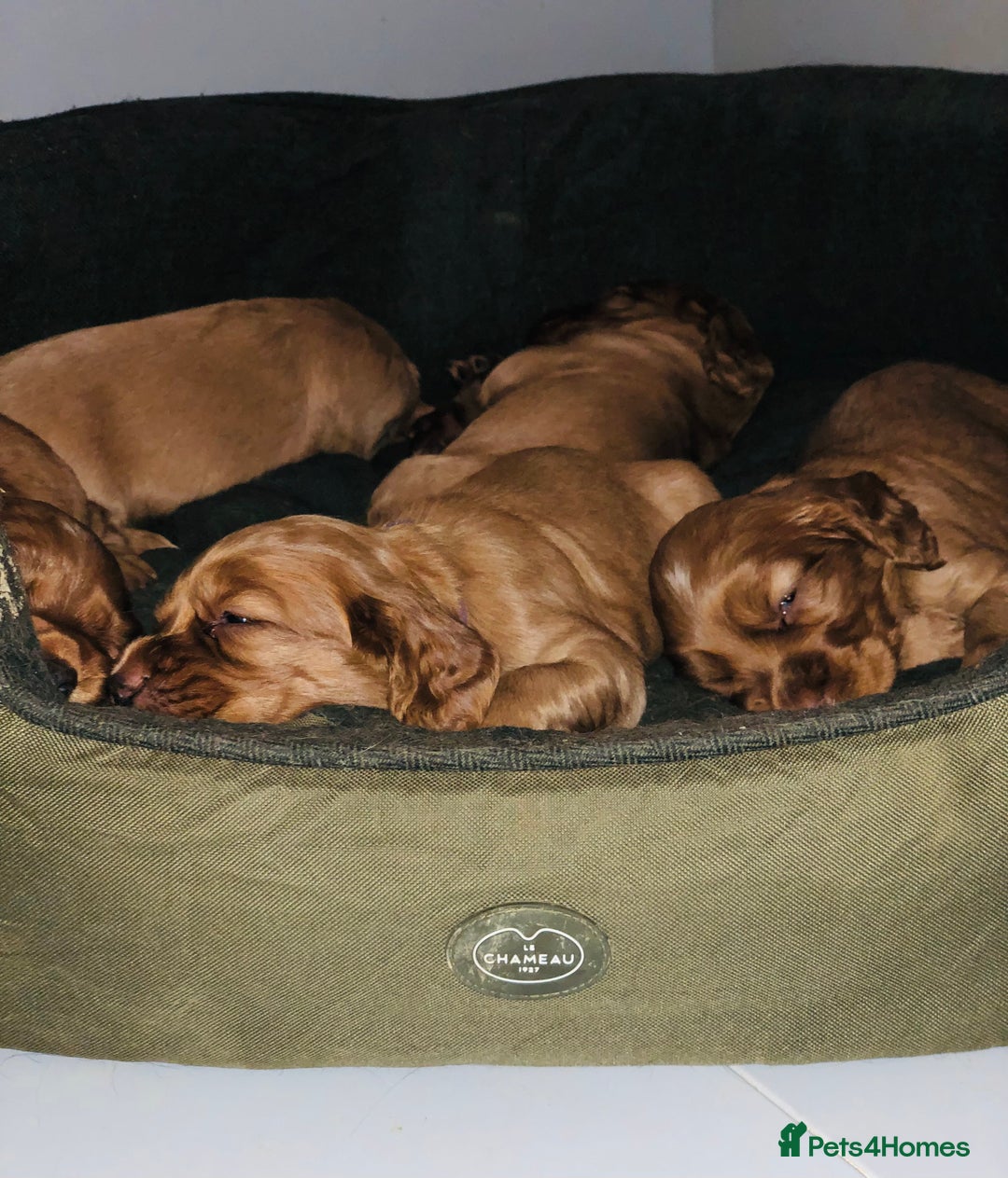 Cocker Spaniel dogs for sale: Ruby Red Cockers - Image 1