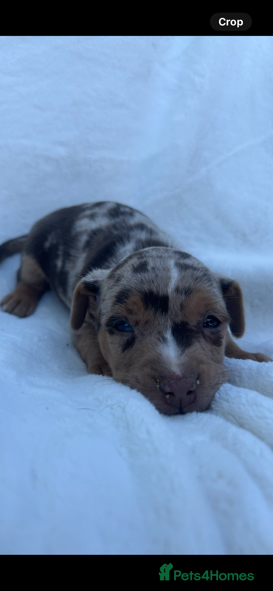 Jack Russell dogs for sale: Stunning Jack Russell Puppies  - Image 8