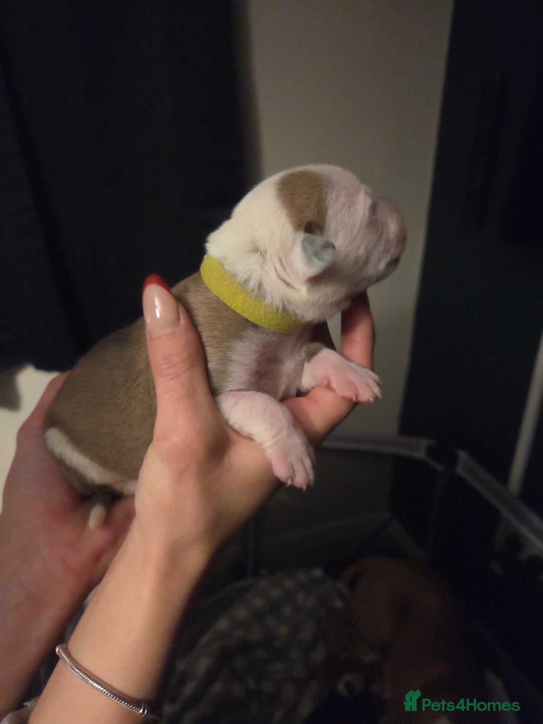 American Bulldog dogs for sale: American bulldog puppies  - Image 13