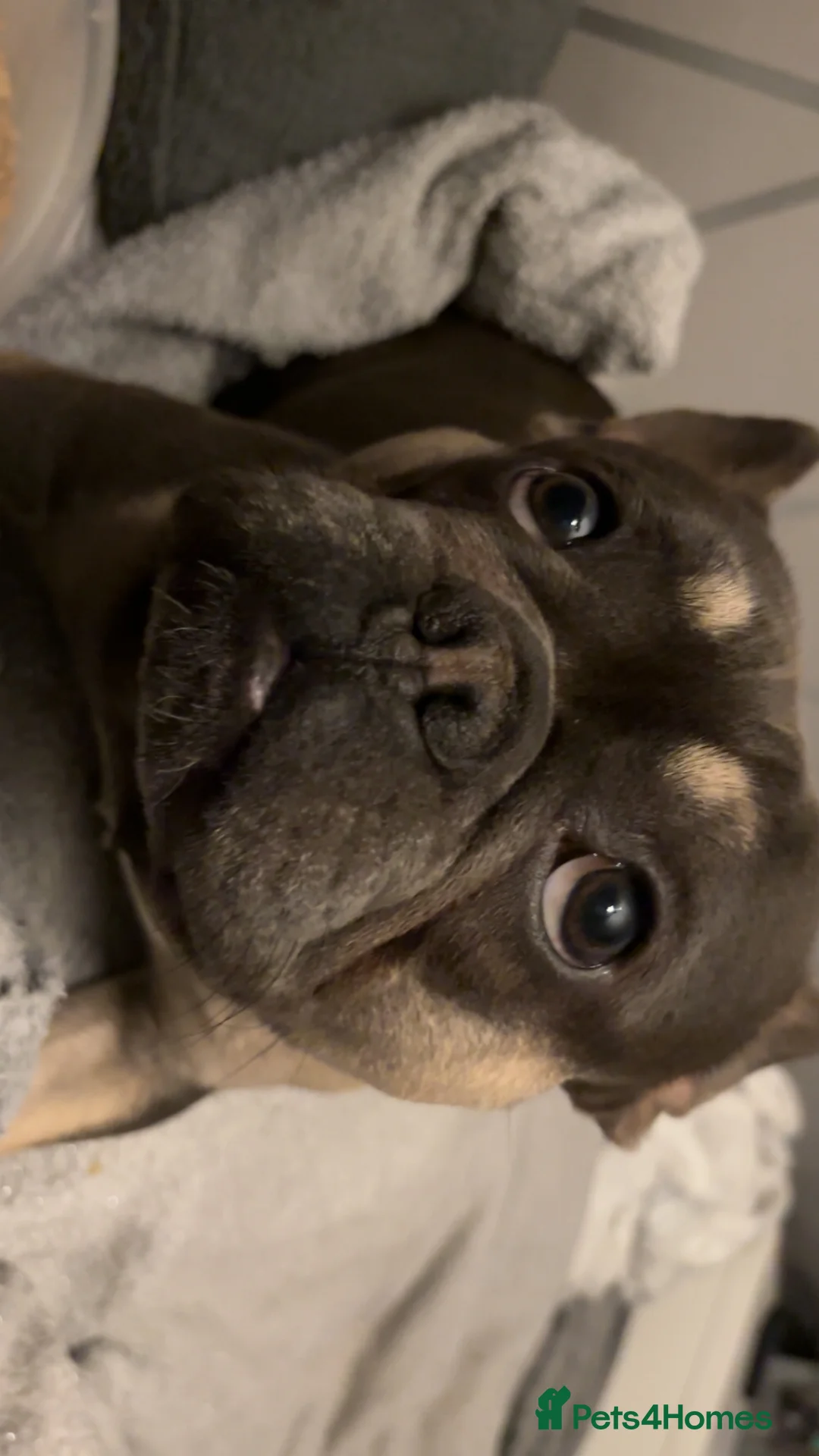 French Bulldog dogs for stud: Little boy proven stud - Advert 4