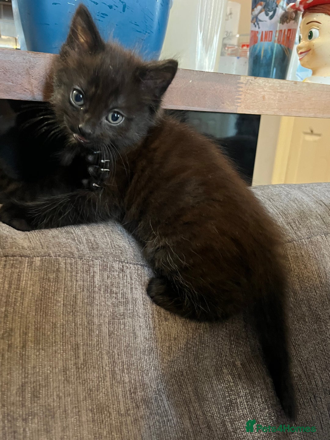 Mixed Breed cats for sale: Short hair and long hair kittens  - Image 6