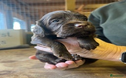 Cocker Spaniel dogs for sale: Cocker Spaniel puppies - Advert 3