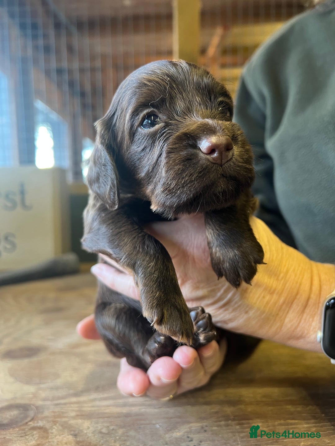 Cocker Spaniel dogs for sale: Cocker Spaniel puppies - Advert 3